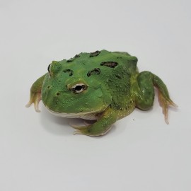 2024 CBB Baby Emerald PacMan Frogs