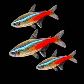 Jumbo Neon Tetra (Paracheirodon innesi)