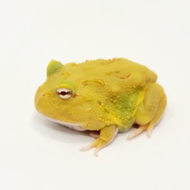 2024 Super Pikachu PacMan Frog(Ceratophrys cranwelli) Babies