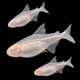 Albino Glowlight Tetra(Hemigrammus erythrozonus)