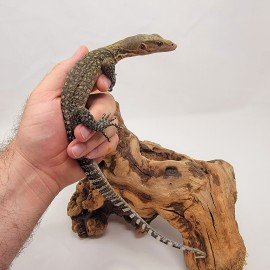 2023 YELLOW QUINCE MONITOR