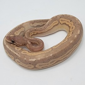 2023 Banana Blackhead Cinny Mojave Vanilla Ball Python