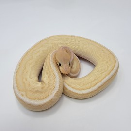 2023 Banana Clown Pinstripe pos Lesser Ball Python